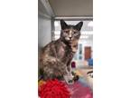 Adopt Galadriel a Dilute Tortoiseshell