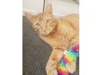 Adopt Pippen a Domestic Short Hair