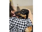 Adopt Cowboy a German Shepherd Dog