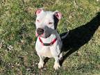 Adopt Chance Fur Justus a Pit Bull Terrier