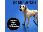 Adopt Old Man Jenkins a Hound
