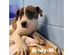 Adopt Brody a Fox Terrier