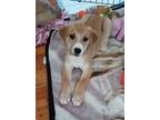 Adopt Capri a Labrador Retriever, Boxer