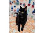 Adopt Eggbert a Domestic Short Hair