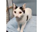 Adopt Monroe a Domestic Short Hair