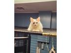 Adopt Hickory a Domestic Long Hair