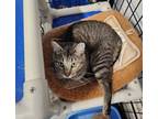 Adopt Eliesse a Tabby