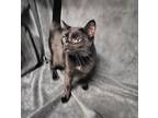 Adopt Snuggles a Domestic Short Hair