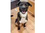 Adopt Cooper aka: Crunch a Pit Bull Terrier, Mountain Cur