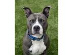 Adopt DRAKO a Pit Bull Terrier