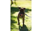 Adopt Tommy a Terrier, American Staffordshire Terrier
