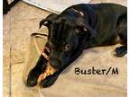 Adopt Buster a Black Labrador Retriever