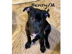 Adopt Henry a Black Labrador Retriever