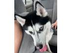 Adopt Apollo a Siberian Husky