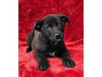 Adopt Davie a Labrador Retriever, German Shepherd Dog