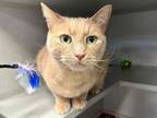 Adopt Simba a Tabby, Domestic Short Hair