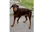 Adopt GUNTHER a Doberman Pinscher