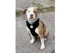 Adopt STANLEY a Staffordshire Bull Terrier, Mixed Breed