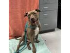 Adopt Roscoe a Mixed Breed