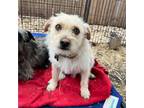 Adopt Cotton (Texas Only) a Wirehaired Terrier, Mixed Breed