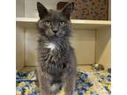 Adopt Vega a Domestic Long Hair