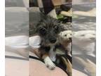 Chihuahua PUPPY FOR SALE ADN-767546 - Zelda