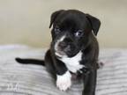 Adopt Duke (Giselle's Litter) a Pit Bull Terrier