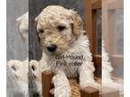 Double Doodle PUPPY FOR SALE ADN-767535 - Sweet girl looking for a good home