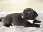 Adopt Smokey (Giselle's Litter) a Pit Bull Terrier