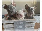 French Bulldog PUPPY FOR SALE ADN-767495 - 2 males 1 female French Bulldogs