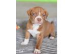 Adopt Red (Giselle's Litter) a Pit Bull Terrier