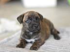 Adopt Brooks (Giselle's Litter) a Pit Bull Terrier