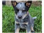 Australian Cattle Dog PUPPY FOR SALE ADN-767476 - Blue Heeler Puppy