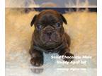 French Bulldog PUPPY FOR SALE ADN-767473 - Frenchie Babies
