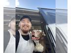 American Pit Bull Terrier PUPPY FOR SALE ADN-767426 - Kabu pitbull