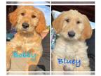 Goldendoodle PUPPY FOR SALE ADN-767423 - Red Goldendoodle