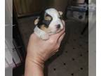 Yorkshire Terrier PUPPY FOR SALE ADN-767418 - Yorkiepaws