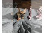 French Bulldog PUPPY FOR SALE ADN-767403 - French Bulldog Female 11 months