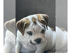 Beabull PUPPY FOR SALE ADN-767391 - Cute and Loving 8Month Old BeaBull