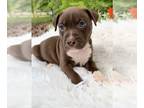 American Pit Bull Terrier PUPPY FOR SALE ADN-767359 - Pit Bull Puppy