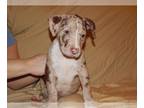 American Pit Bull Terrier PUPPY FOR SALE ADN-767358 - Merle pitbull puppy