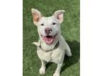 Adopt Andy a Shepherd, Pit Bull Terrier