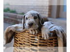 Great Dane PUPPY FOR SALE ADN-767346 - SANCTUARIES OF NATURE LITTER