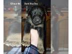 German Shepherd Dog PUPPY FOR SALE ADN-767268 - German shephard puppies