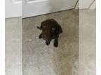 Labrador Retriever PUPPY FOR SALE ADN-767200 - AKC Registered Female Chocolate