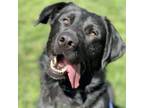 Adopt Ace a Black Labrador Retriever