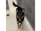 Adopt Yoshi a Mixed Breed