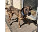 Adopt Gumbo a Hound, Catahoula Leopard Dog