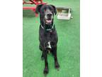 Adopt Riley a Labrador Retriever, Great Dane