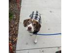 Adopt Hunter a Beagle, Boston Terrier